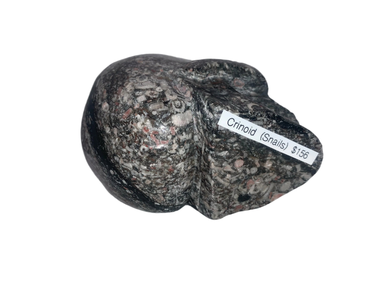 Cráneo de caracol crinoideo de 4"